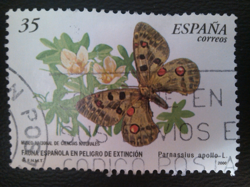 Parnassius apollo. Fauna española en peligro de extinción