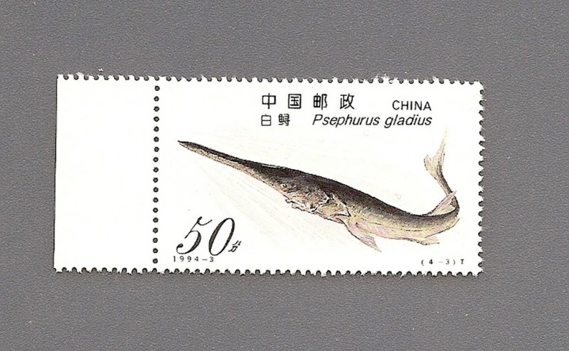 FAUNA Peces ESTURION pez espátula del Yang-Tse(en peligro de extinción)