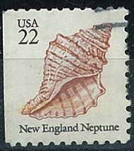 New England Neptuno