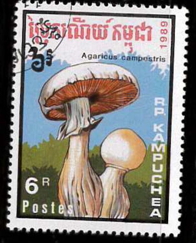 AGARICUS CAMPESTRIS