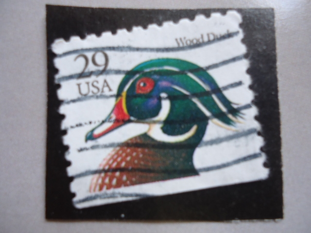 USA - Wood Duck