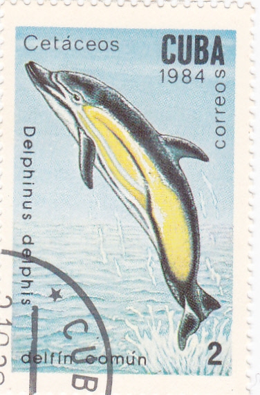Cetáceos- delfín común