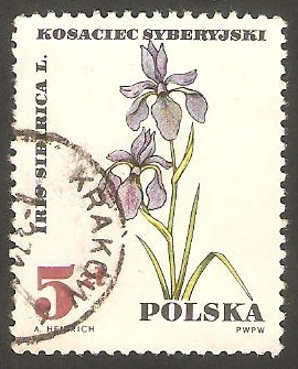 1629 - Planta iris  siberica