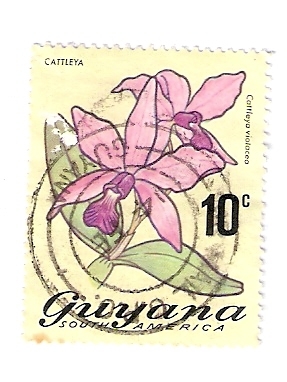 Orquídea: Cattleya violacea