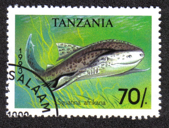 Sguatina Afrikana