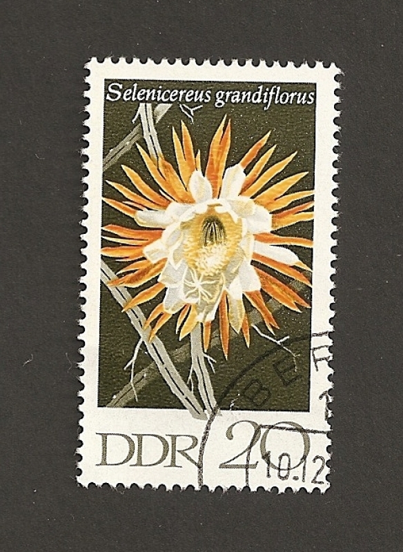 Flor Selenenicerus grandiflorus