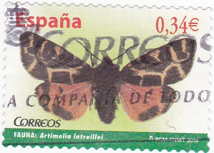 FAUNA-ARTIMELIA LATREILLEI (11)