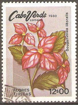 FLORES  TÌPICAS.  BOUGANVILLEA  LITORALIS.