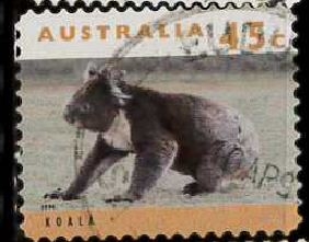 koala