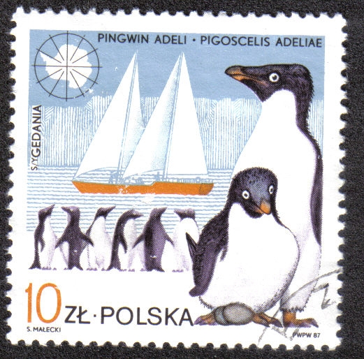 Pinguinos Adeli