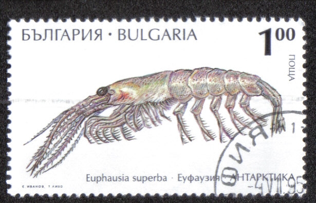 Euphausia superba