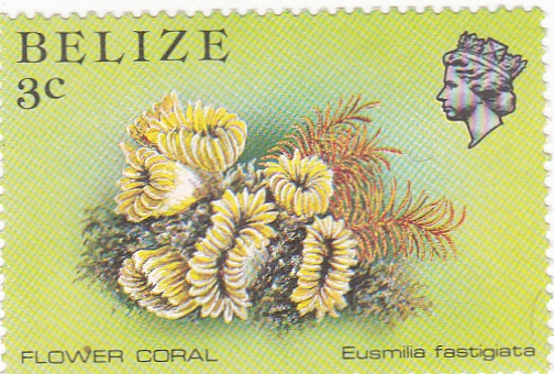FLOWER CORAL- Eusmilia fastigiata