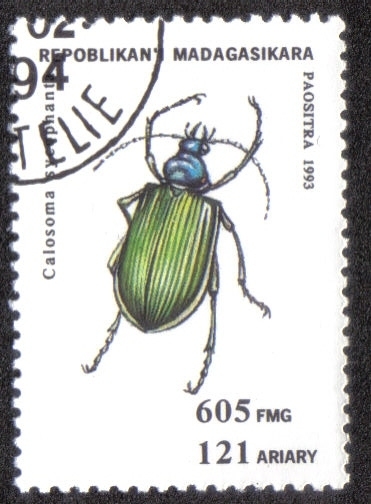 Calosoma Syenphanta