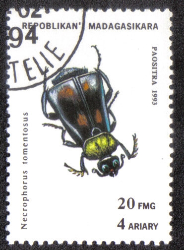 Necrophorus tomentosus