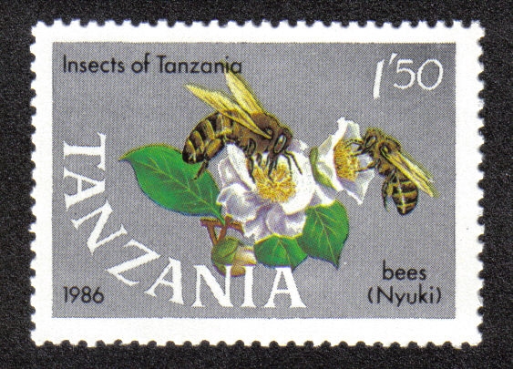 Insectos de Tanzania 