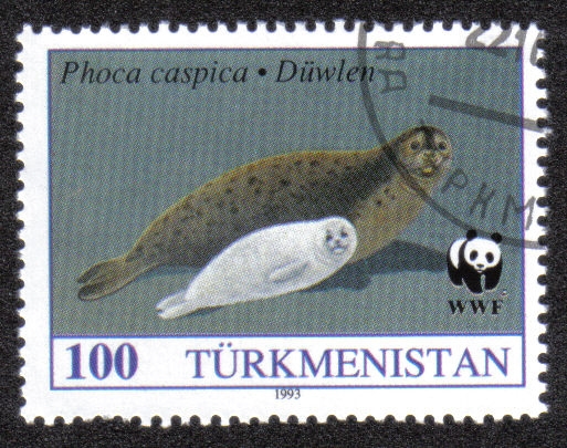 Phoca caspica