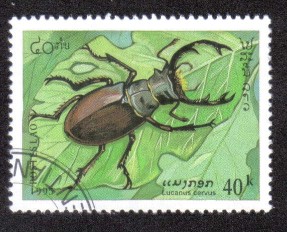 Lacaus cervus