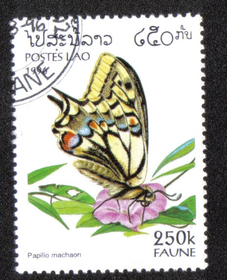 Cola de golondrina (Papilio machaon)