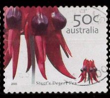 STURTS DESERT PEA