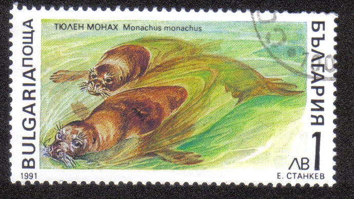 Monachus monachus