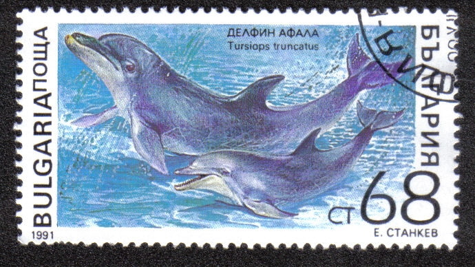 Tursiops Truncatus