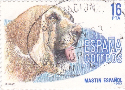 Perros- MASTIN ESPAÑOL (12)
