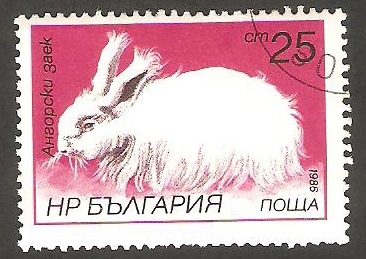 2994 - Conejo de angora