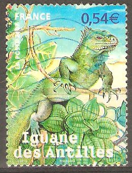 IGUANA   DEL   CARIBE