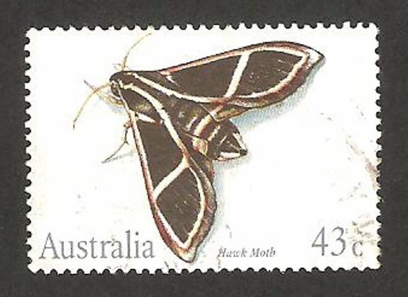 1202 - Mariposa hawk moth