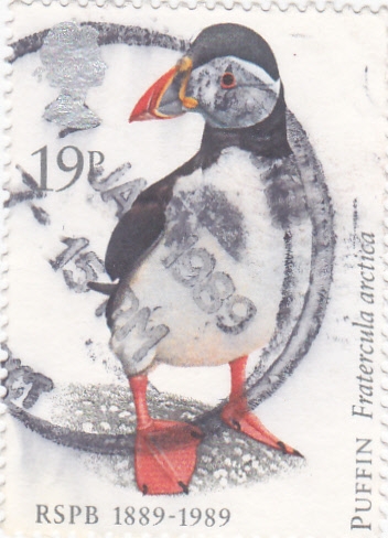 PUFFIN- Fratercula ártica