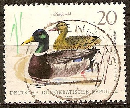 Caza menor-Ánade Real-anas platyrhynchos - Mallard (DDR).