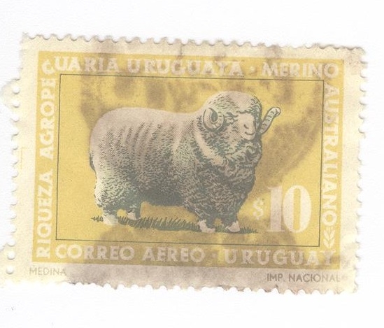 Riqueza agropecuaria. Merino australiano