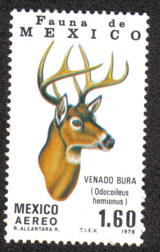 Fauna de Mexico