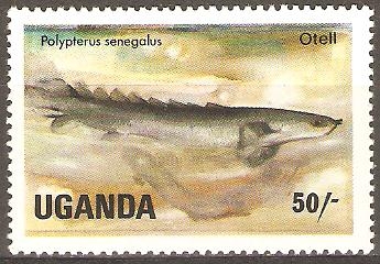 POLYPTERUS  SENEGALUS