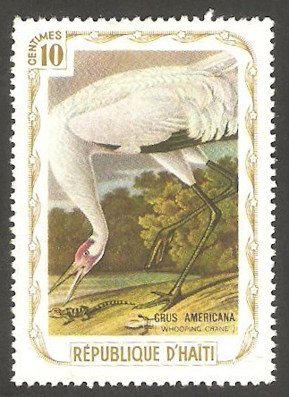 Fauna, grus americana