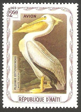 Fauna, pelicano blanco