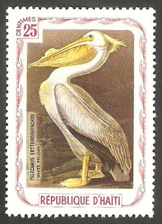 Fauna, pelicano blanco