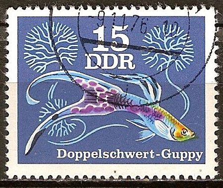 Peces ornamentales-Guppy espada doble(DDR).