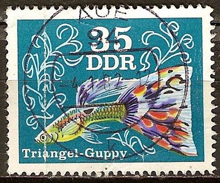 Peces ornamentales-Guppy triángulo(DDR).