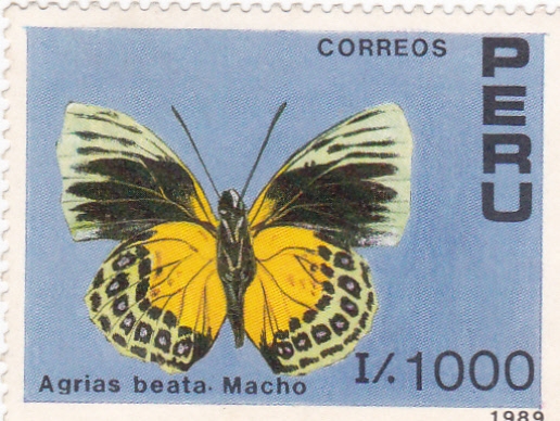 MARIPOSA- AGRIAS BEATA