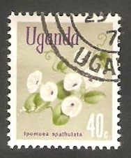 87 - Flor ipomea spathulata