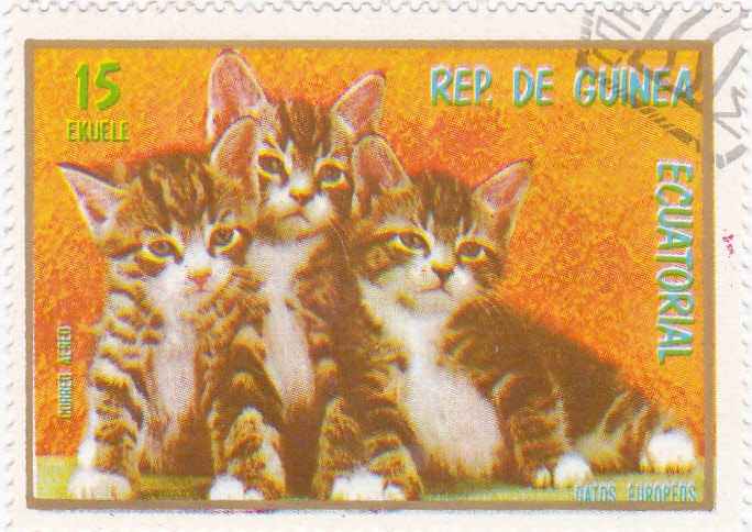 GATOS EUROPEOS