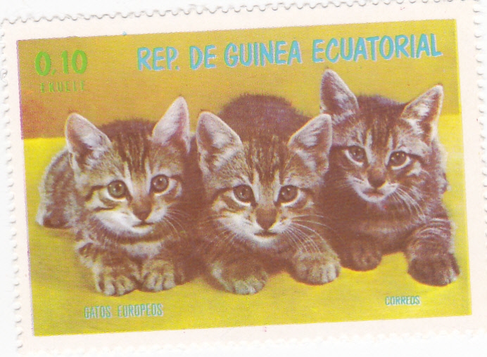 GATOS EUROPEOS