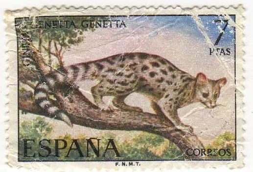 2106.- Fauna Hispanica.(II Serie). Gineta.