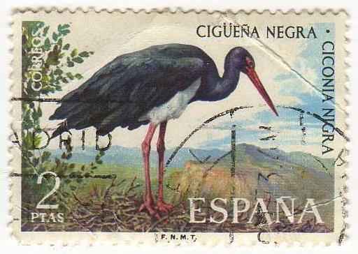 2135.- Fauna Hispanica (III Serie). Cigüeña Negra.
