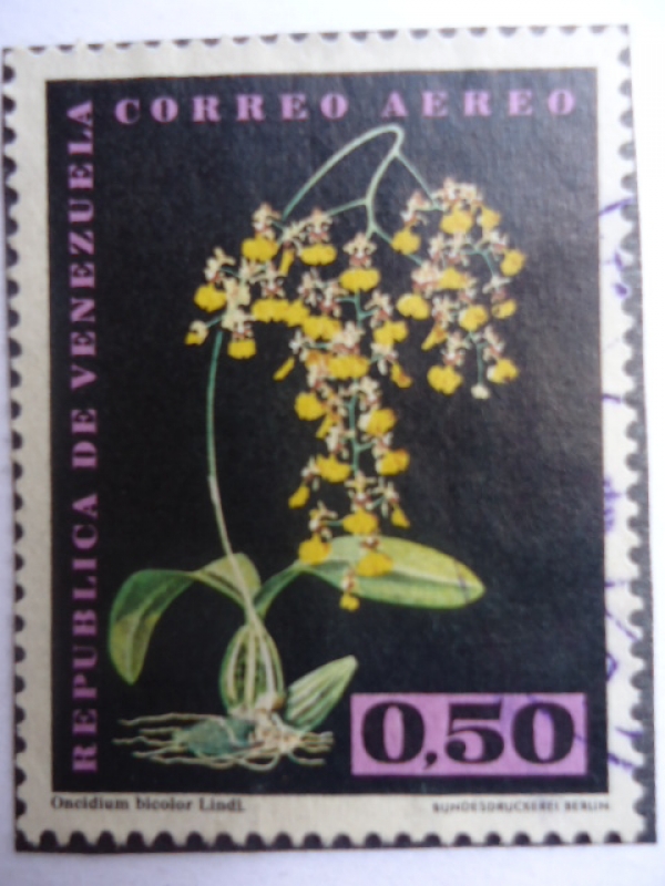 Orquídea - Oncidium bicolor Lindi.