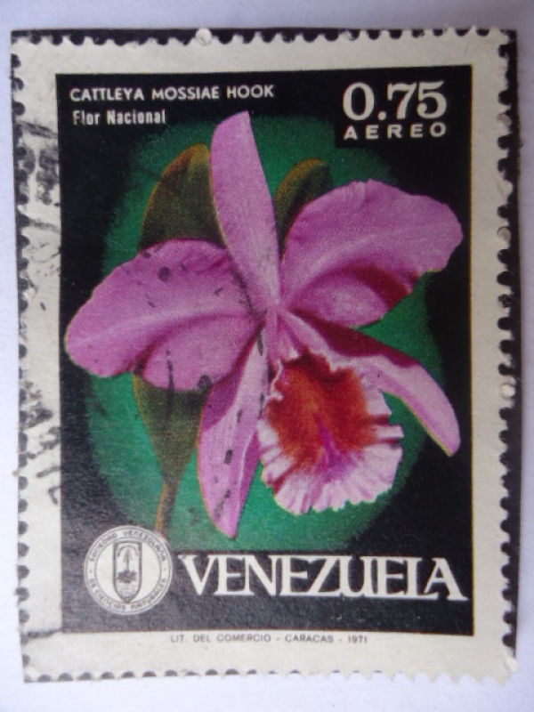 Orquídea - Cattleya Mossiae Hook - Flor Nacional