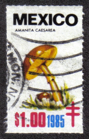 Hongos