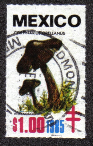Hongos