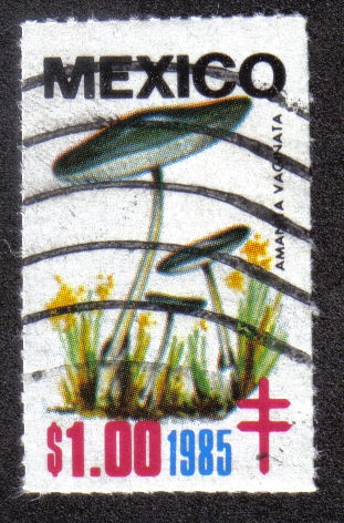 Hongos